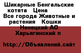 Шикарные Бенгальские котята › Цена ­ 25 000 - Все города Животные и растения » Кошки   . Ненецкий АО,Харьягинский п.